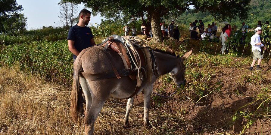 “Le vie del grano”, la tappa a Falerna del Festival delle Erranze e della Filoxenia