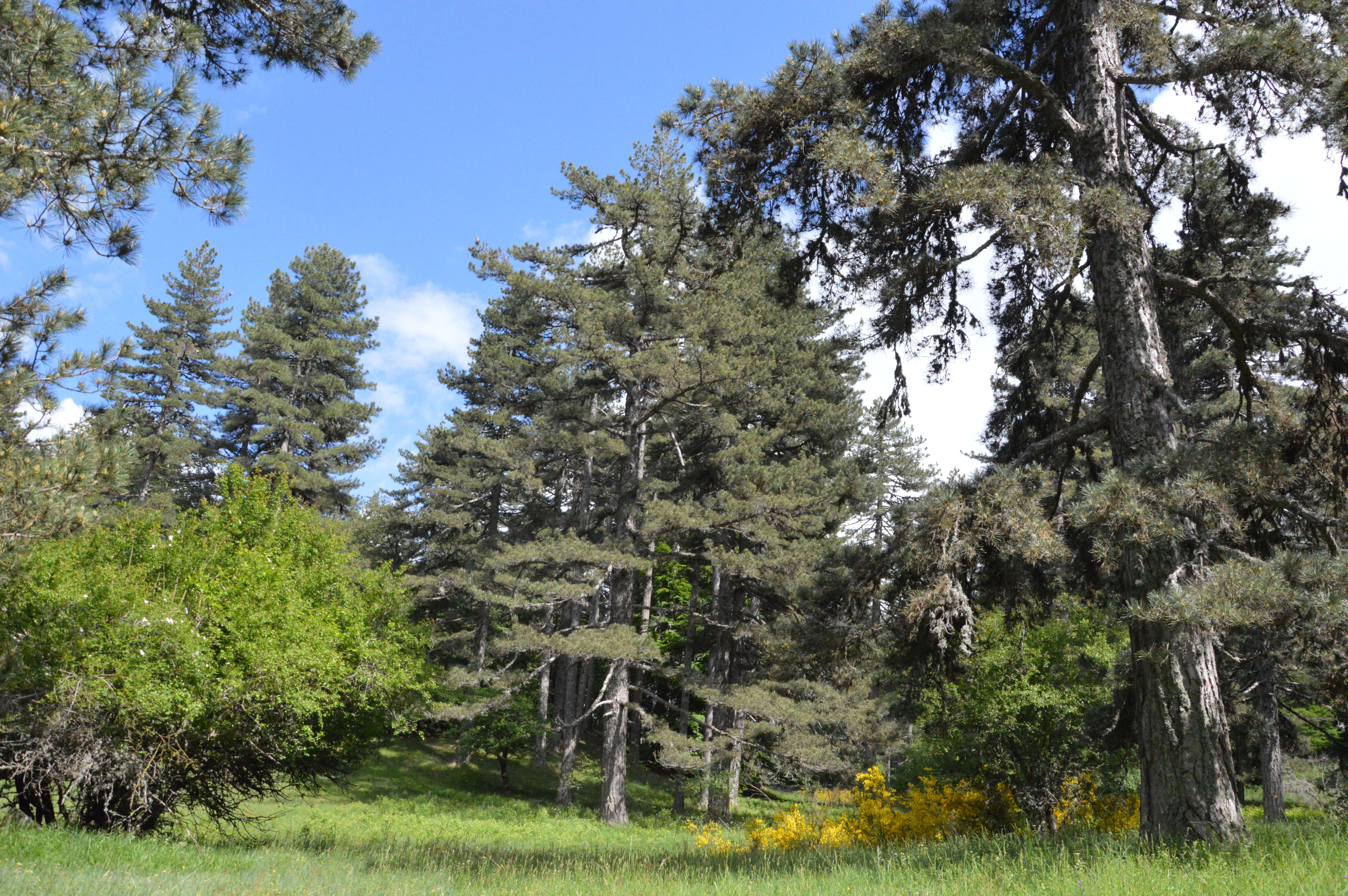 «La Sila, l’Aldilà, Marte ed Elon Musk»