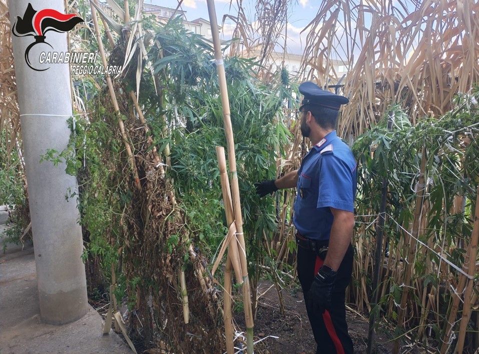 Nascondeva una piantagione di cannabis vicino casa: in manette un uomo ad Africo