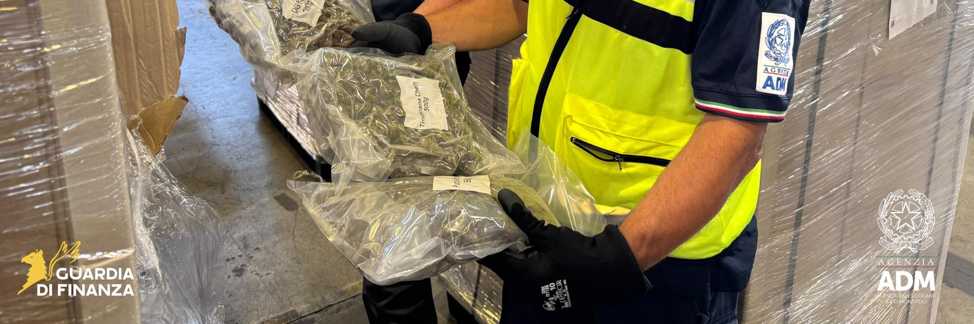 Marijuana tra la frutta disidratata, maxi sequestro da oltre 7 quintali