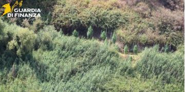 Scoperte due piantagioni di marijuana tra Cutro e Papanice: sequestrate 128 piante – VIDEO