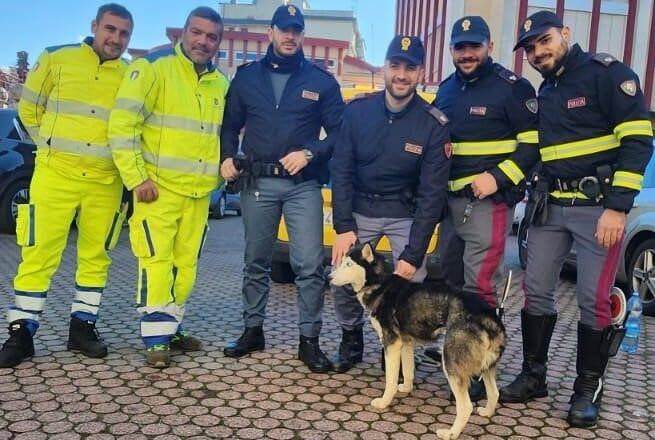 Polizia e Anas salvano un cane sulla statale 682 “Jonio-Tirreno”