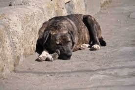 Cane salvato da un uomo nel Vibonese