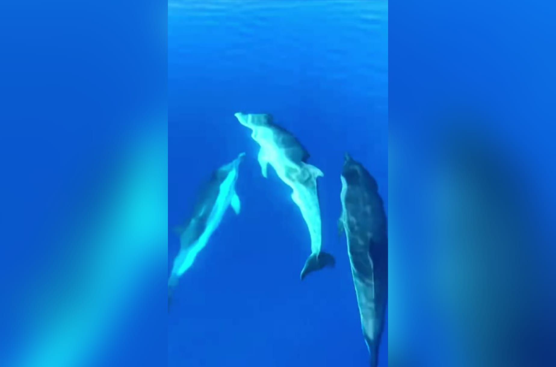 A Praia a Mare un gruppo di delfini “danza” intorno a una barca – VIDEO