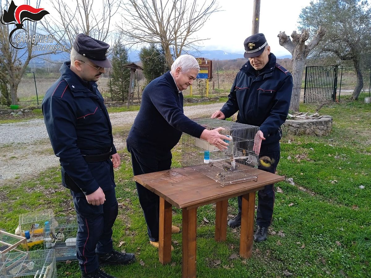 Detenzione illegale di avifauna protetta, 5 persone denunciate nel Cosentino