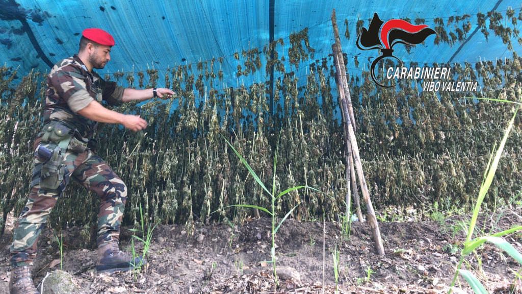 Un'altra piantagione di marijuana scoperta nel Vibonese