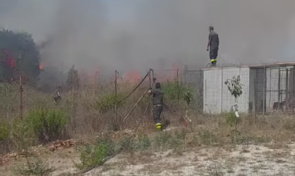 Vibo, un incendio raggiunge il canile. «Aiutateci a mettere in salvo i cani» – VIDEO