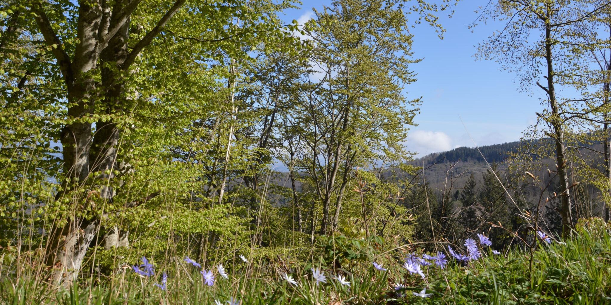 «Faggi in primavera. L’infinito della storia e lo scontro delle civiltà»