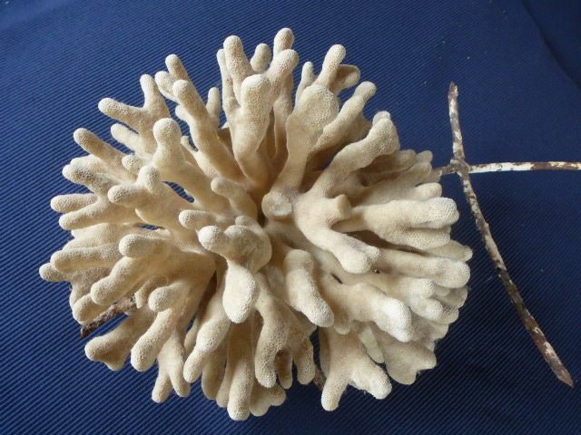 Coralli come souvenir dall'Africa, viaggiatori multati a Reggio