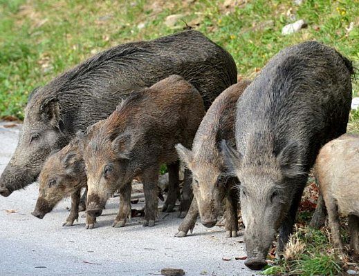«Troppi cinghiali», gli agricoltori annunciano battaglia
