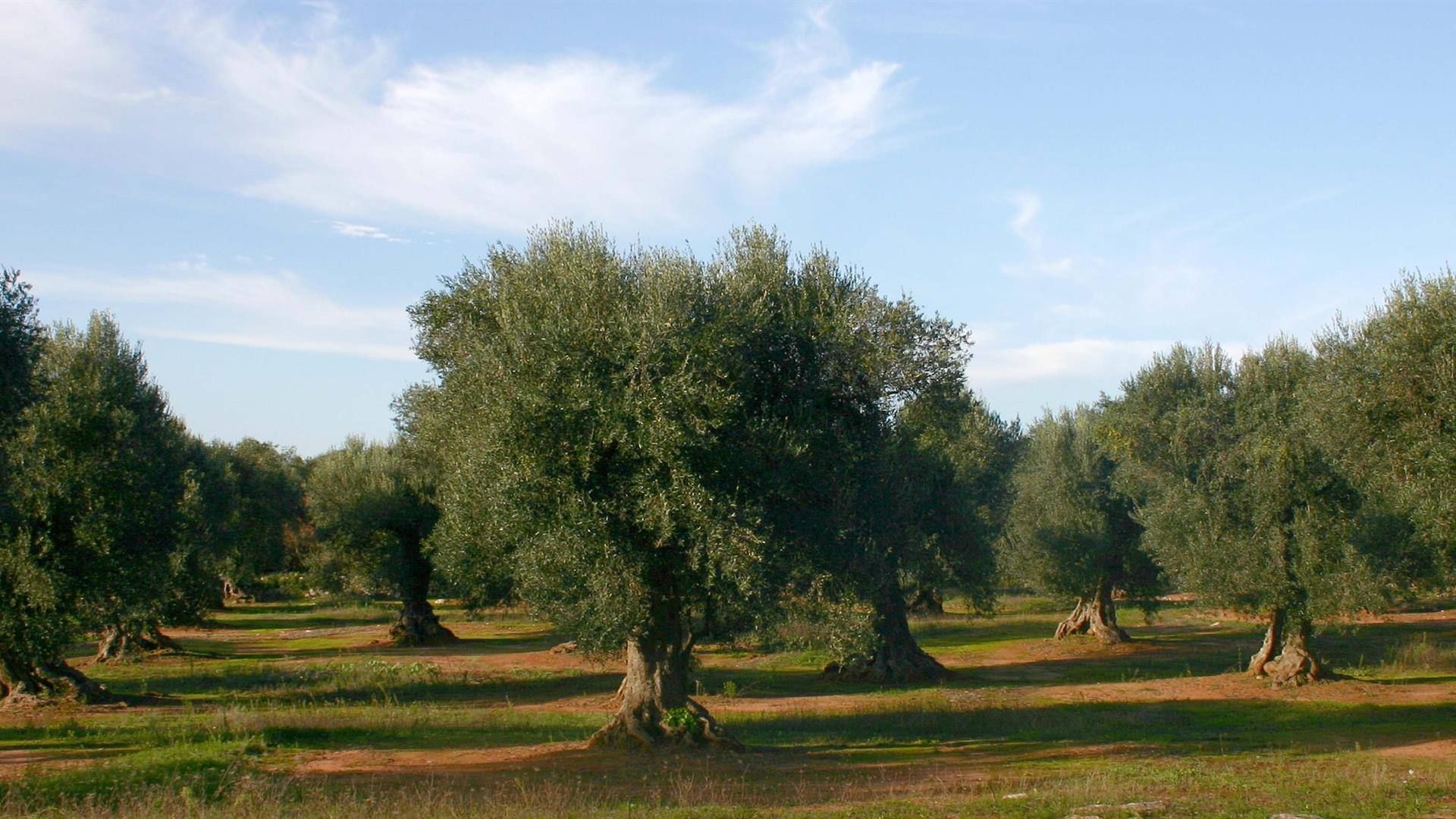 Il Goel ripianta gli ulivi abbattuti nel Reggino