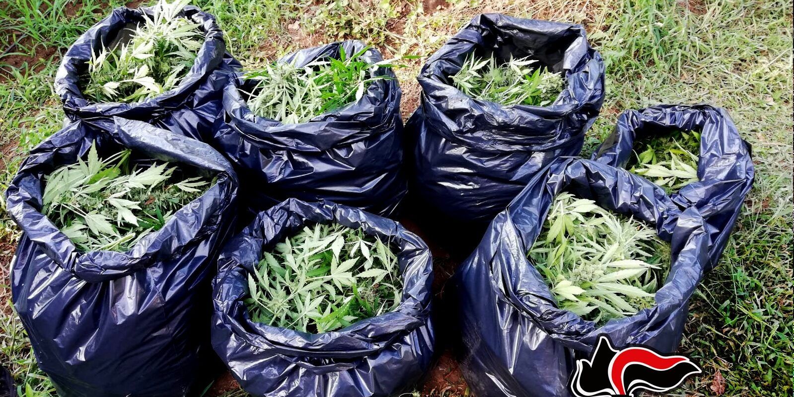 Reggio Calabria, 6 arresti per produzione e smercio di droga – NOMI e VIDEO