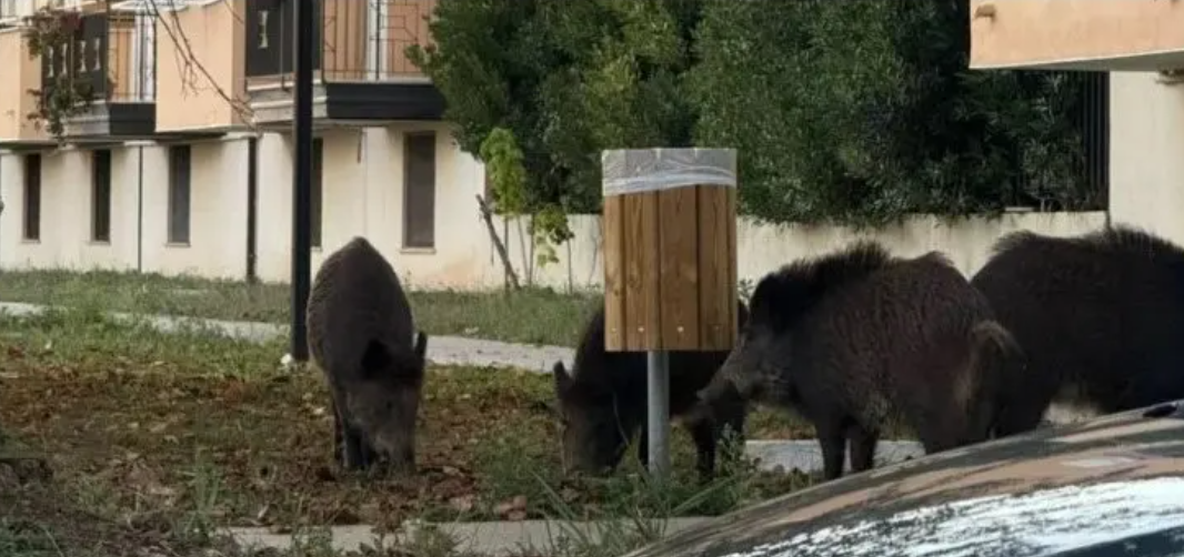 Vibo, i cinghiali invadono parchi e strade. Il sindaco chiede un tavolo in Prefettura