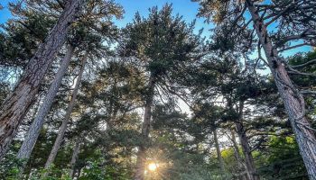 Calabria, la regione ricca di boschi ma con città “nemiche” degli alberi