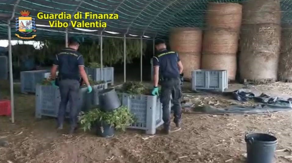 Coltivavano cannabis light, assolti definitivamente due imprenditori di Pizzo