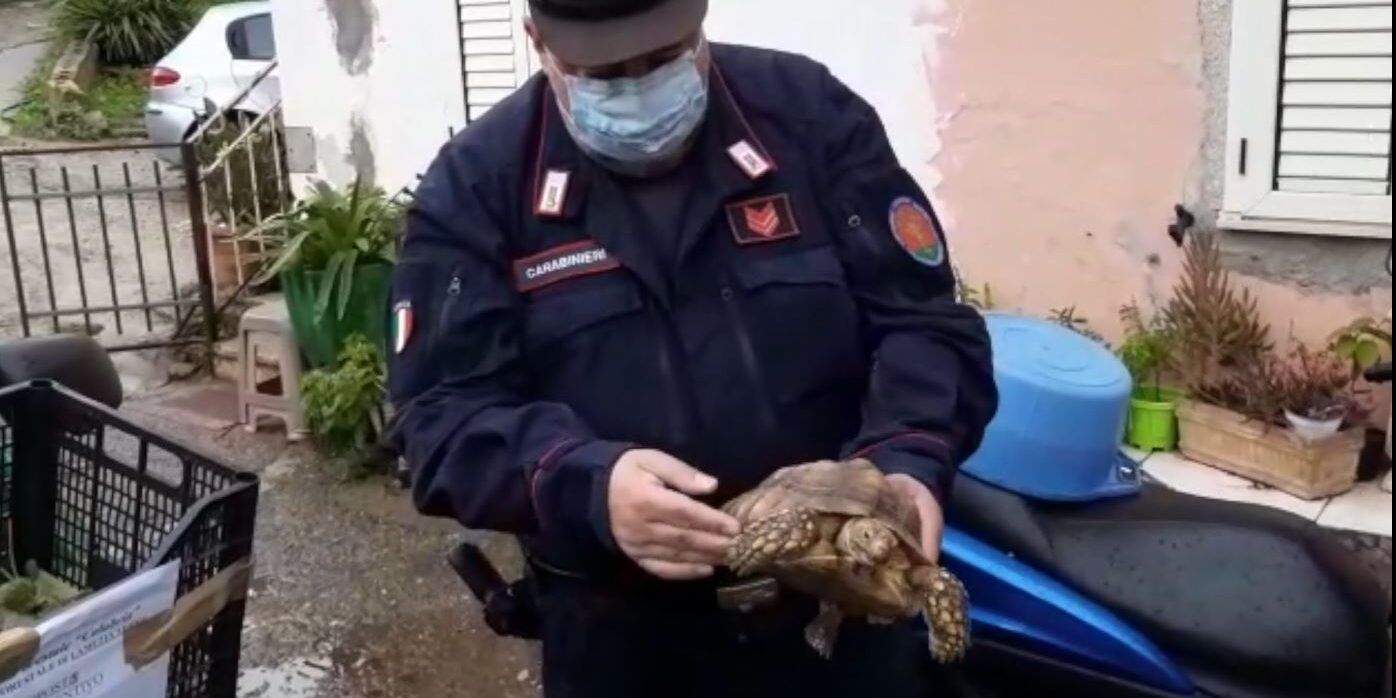 Deteneva a Lamezia una testuggine africana, denunciata pensionata – VIDEO