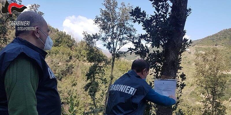 Abusivismo edilizio, sequestrato un bosco a Malvito