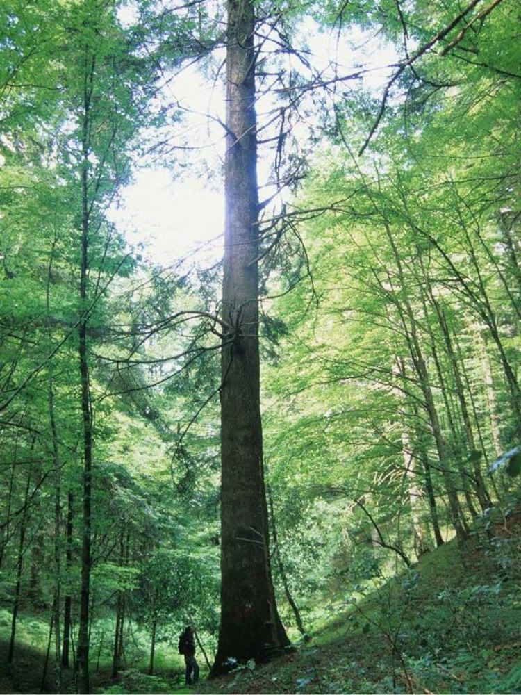 A Serra c`è l`abete più grande d`Europa, ma il Comune lo vuole tagliare