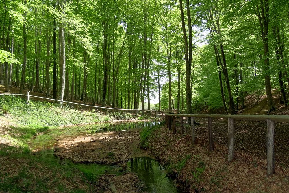 A Paola il sindaco annulla il taglio degli alberi