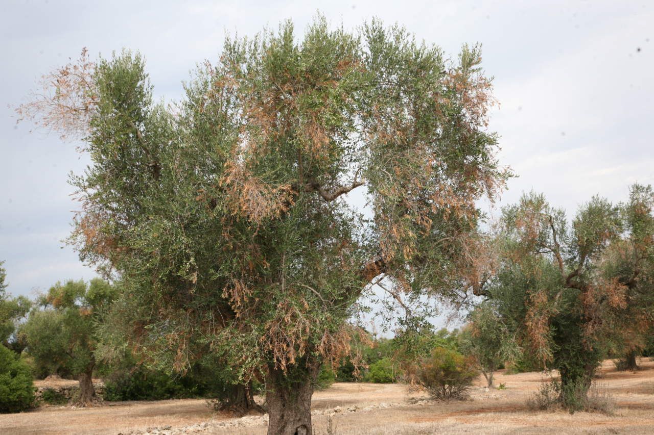 Agricoltura, Aifo: «Bene la risposta tempestiva della Regione Calabria su Xylella»