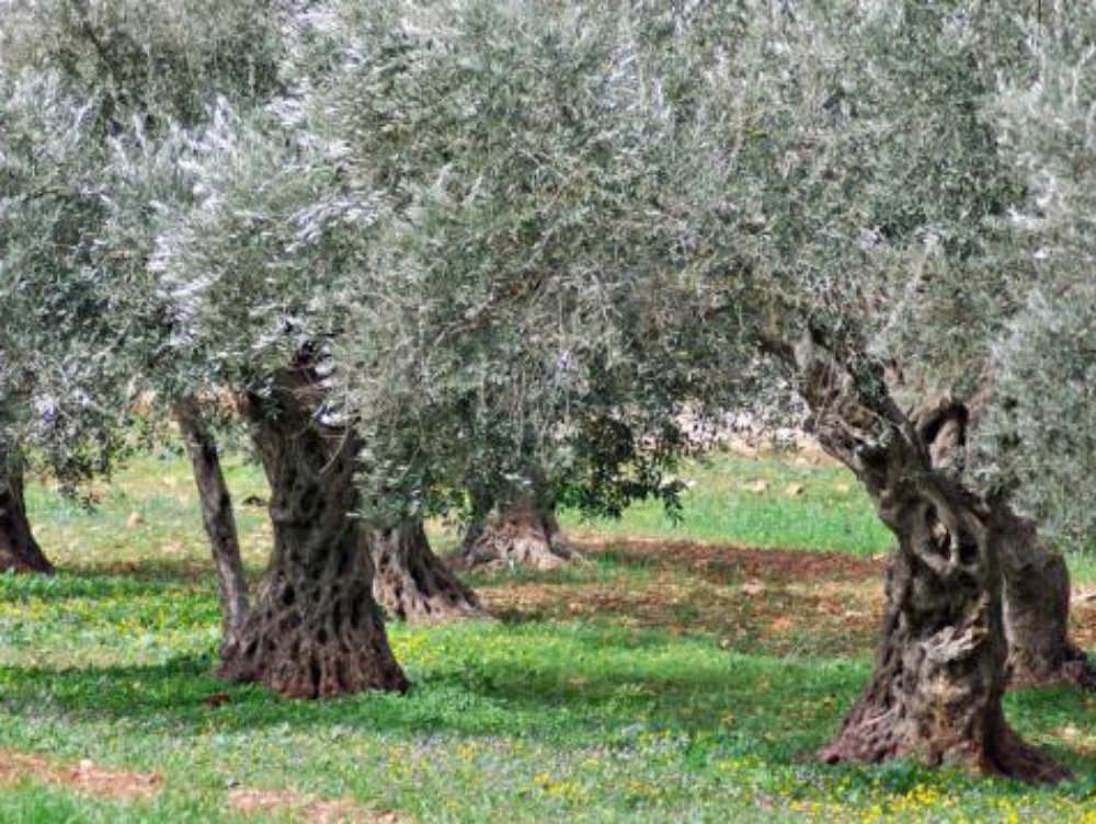 Castrovillari, sequestrati beni per 8 milioni