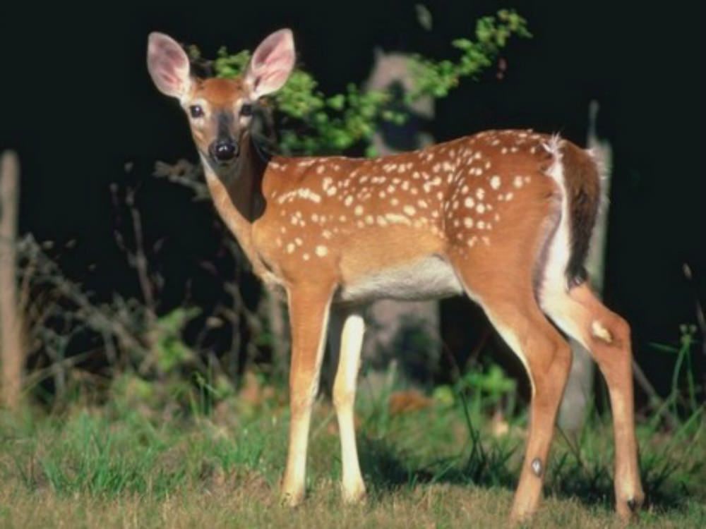 "Carletto", il capriolo salvato nel Parco della Sila