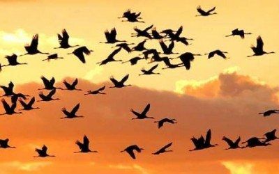 Vendevano uccelli di specie protetta, indagate 13 persone