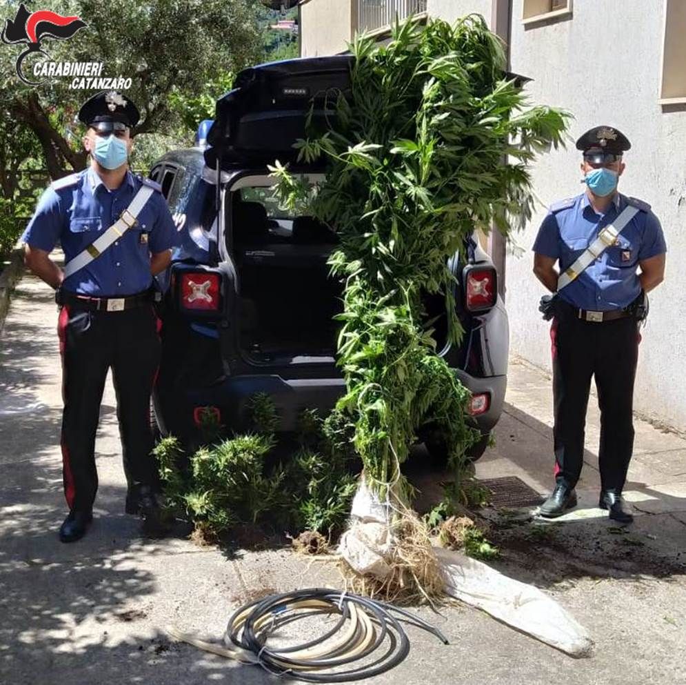 Coltivava cannabis tra gli ortaggi, 56enne arrestato ad Albi