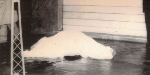 omicidio piccione vibo