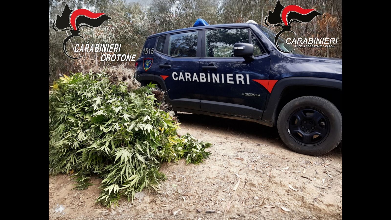 Piantagione di marijuana nel Crotonese, tre arresti
