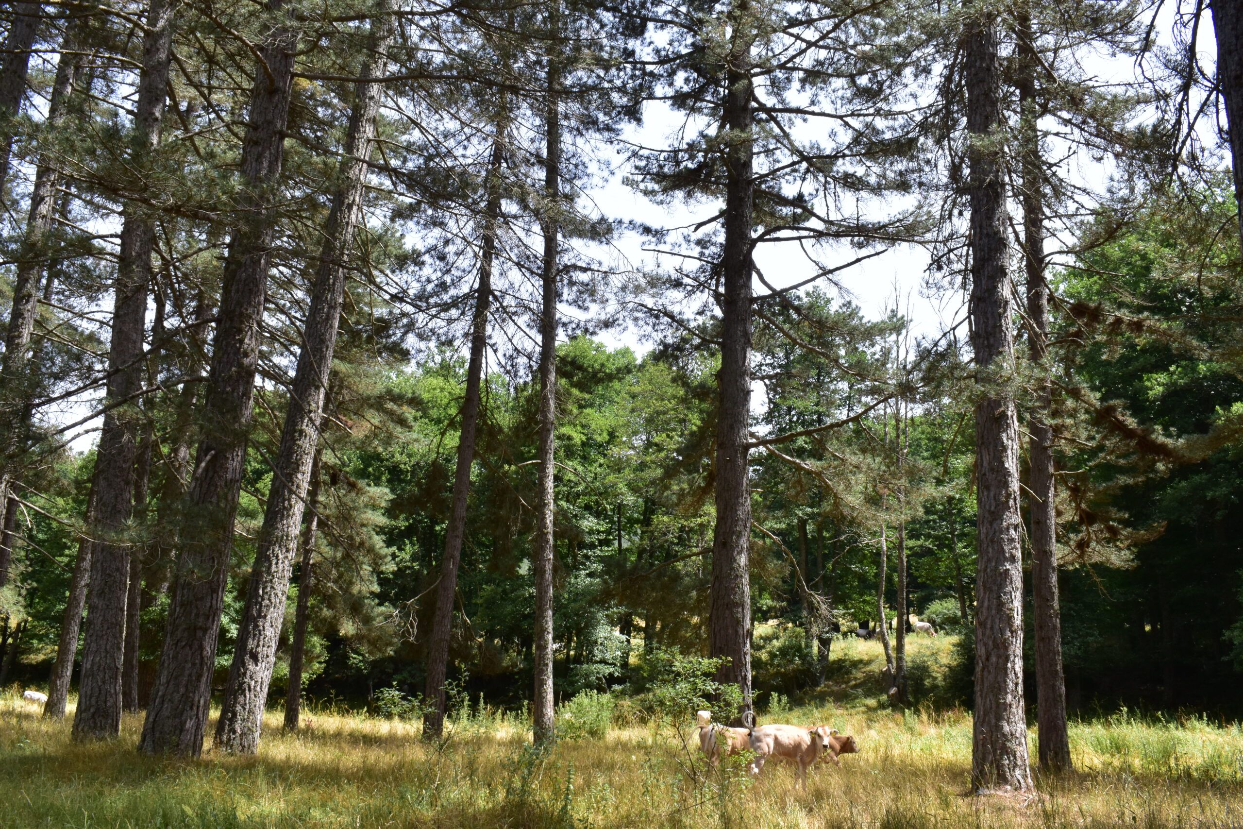 Neto di Ariamacina e Volpintesta: ragione e sentimento in Sila – VIDEO
