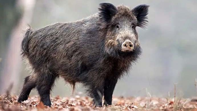 Caccia, prorogato il piano di selezione dei cinghiali