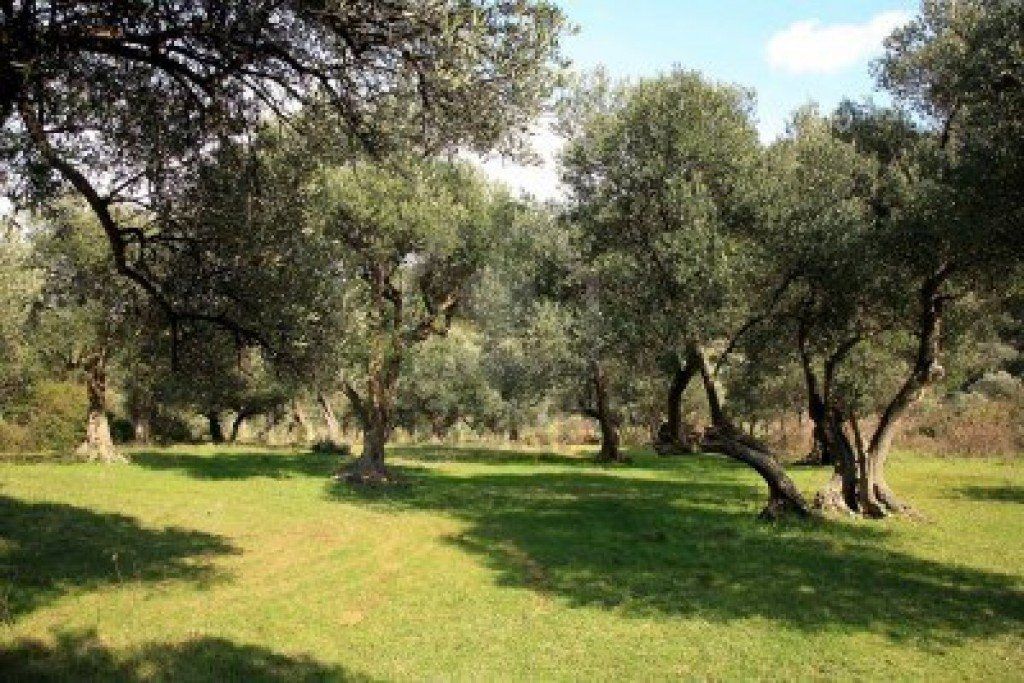 Azienda "Colle di Gloria", ennesima intimidazione