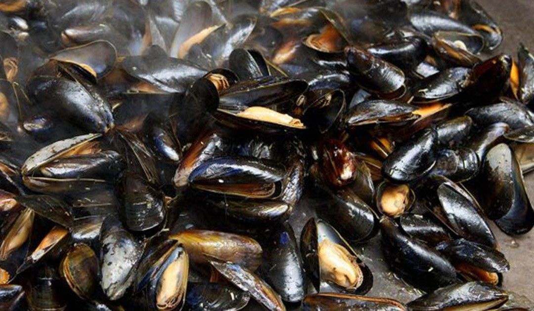 Cozze sequestrate e vendita sospesa a San Lucido
