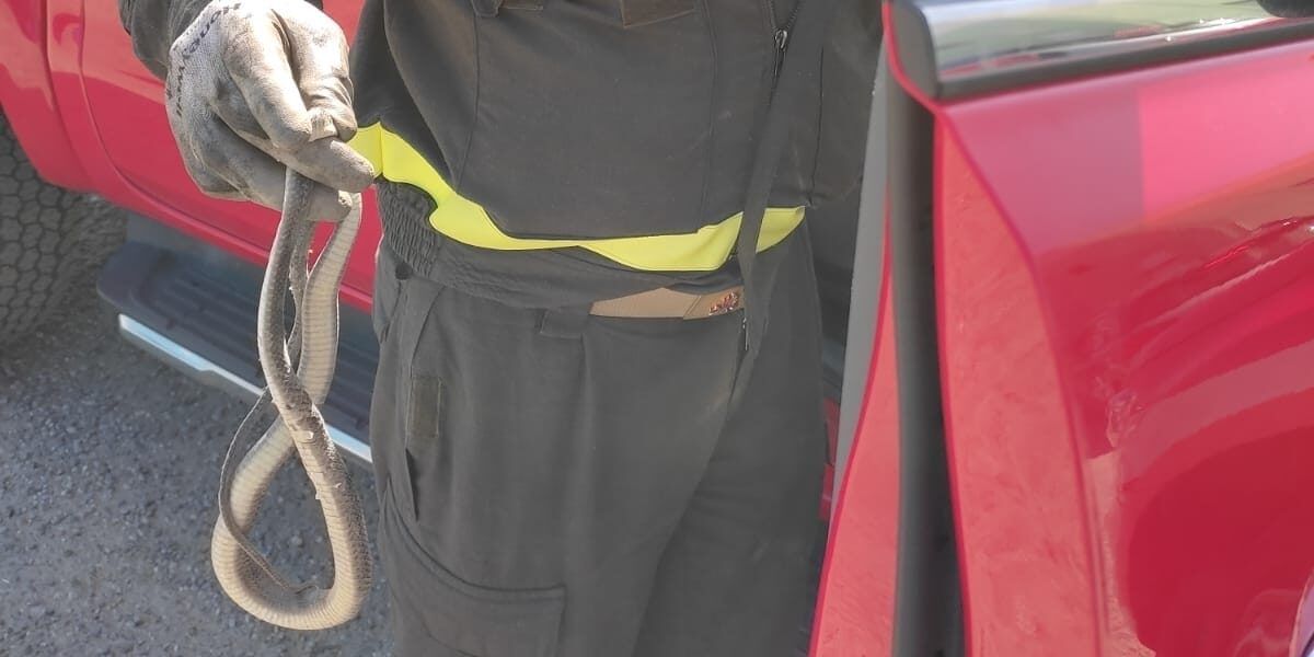 Scoperto un serpente in un bus a Cosenza