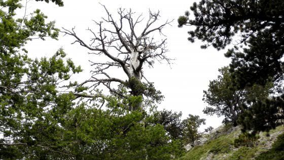 Sul Pollino l'albero più longevo d'Europa