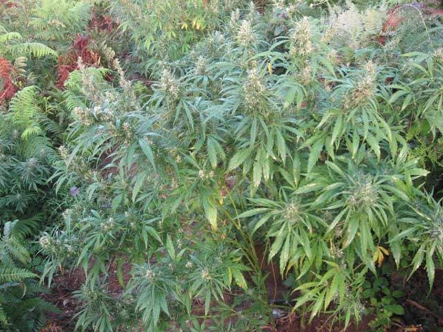 Fiumara, individuata e distrutta una piantagione di canapa