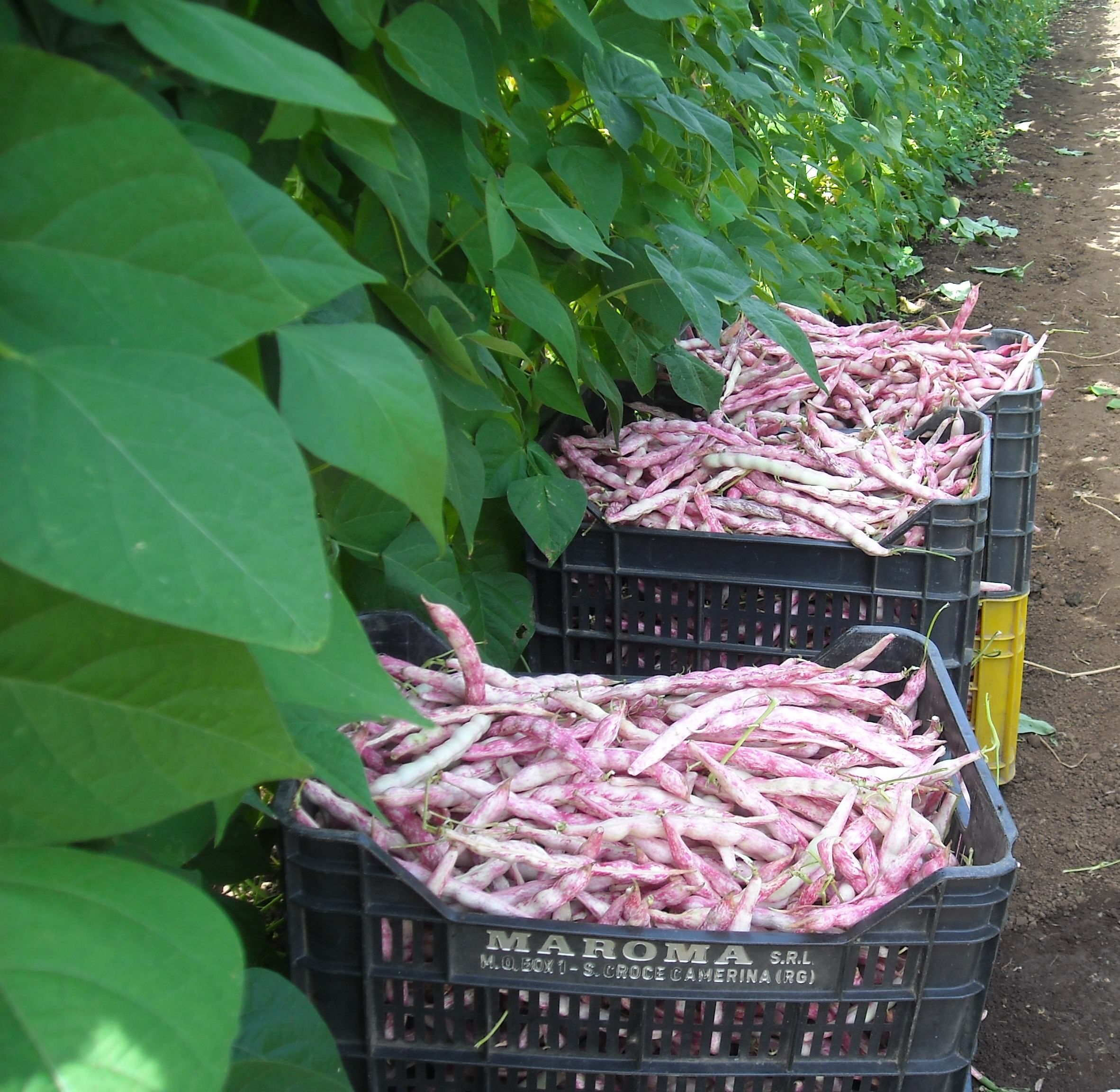 L’anno internazionale della salute delle piante e l’uso sostenibile dei prodotti fitosanitari in Calabria