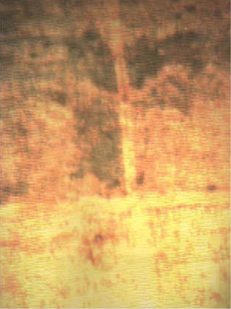 Sacro Graal, le scoperte della Fondazione Federico II