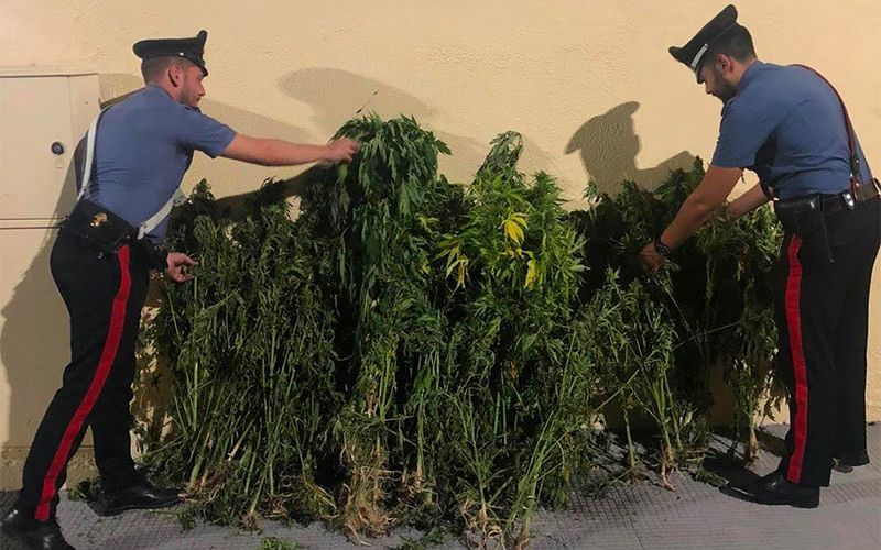 Sorpresi a raccogliere piante di canapa: tre arresti e una denuncia nel Crotonese