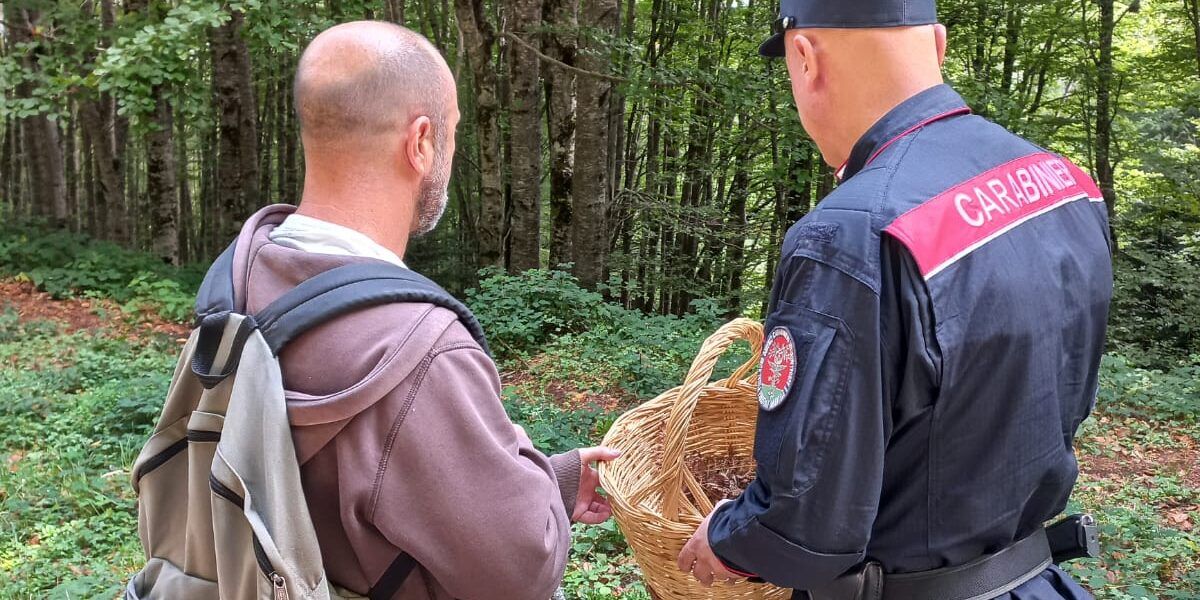 Cacciatori di funghi illegali nel Cosentino, scattano decine di sanzioni