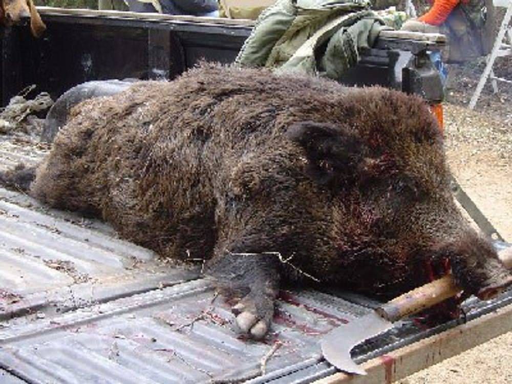 Cinghiale ucciso con crudeltà, fermate 4 persone