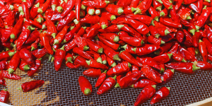 Il peperoncino di Calabria nel registro Ue: così un’eccellenza valorizza il sud (e crea economia)