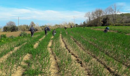 Lavoratori in nero sui campi della cipolla di Tropea, maximulta a imprenditore