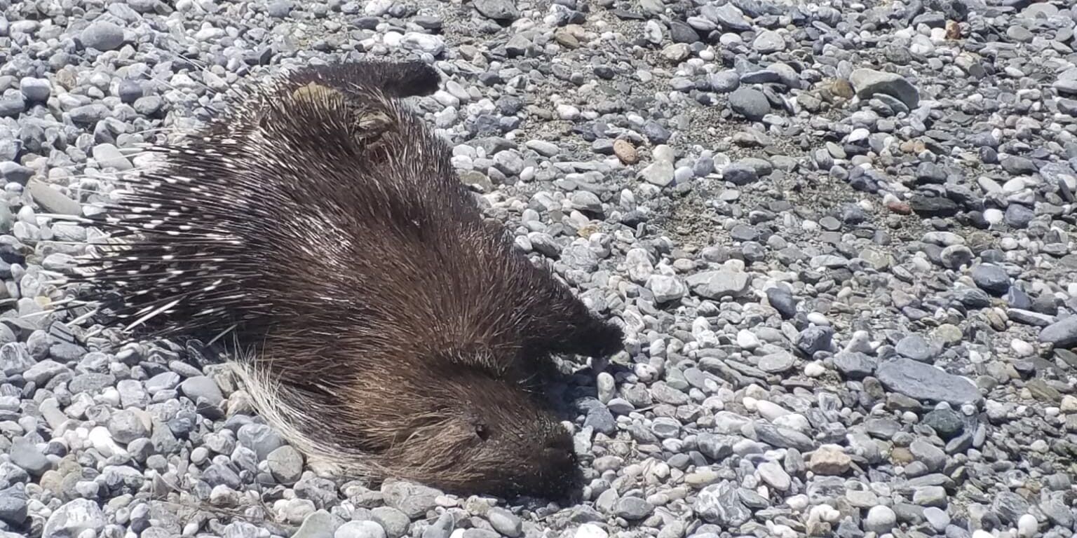 Amantea, rinvenuto morto un raro esemplare di istrice
