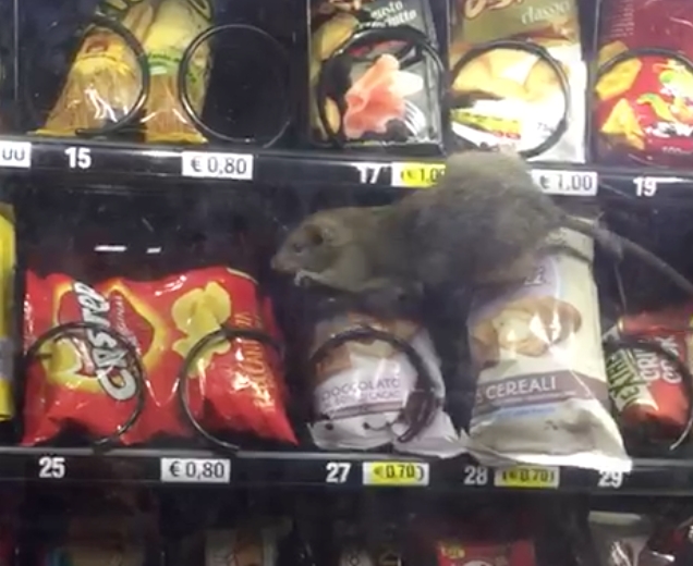 Corigliano Rossano, un topo nel distributore automatico dell'ospedale "Compagna" – VIDEO