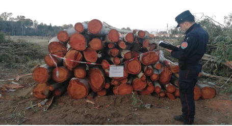 Sfregio alla natura nel Vibonese, tagliati 164 alberi in un zona protetta