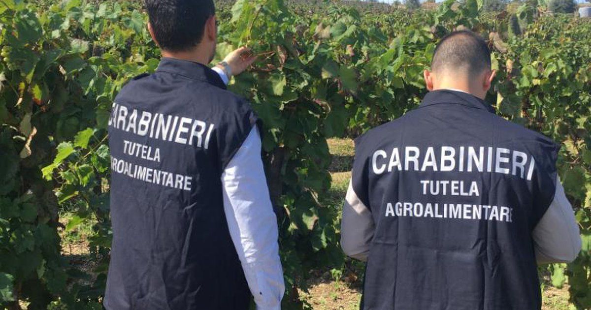 Truffa all’Unione Europea, sequestro di beni per 163mila euro a due coniugi del Reggino