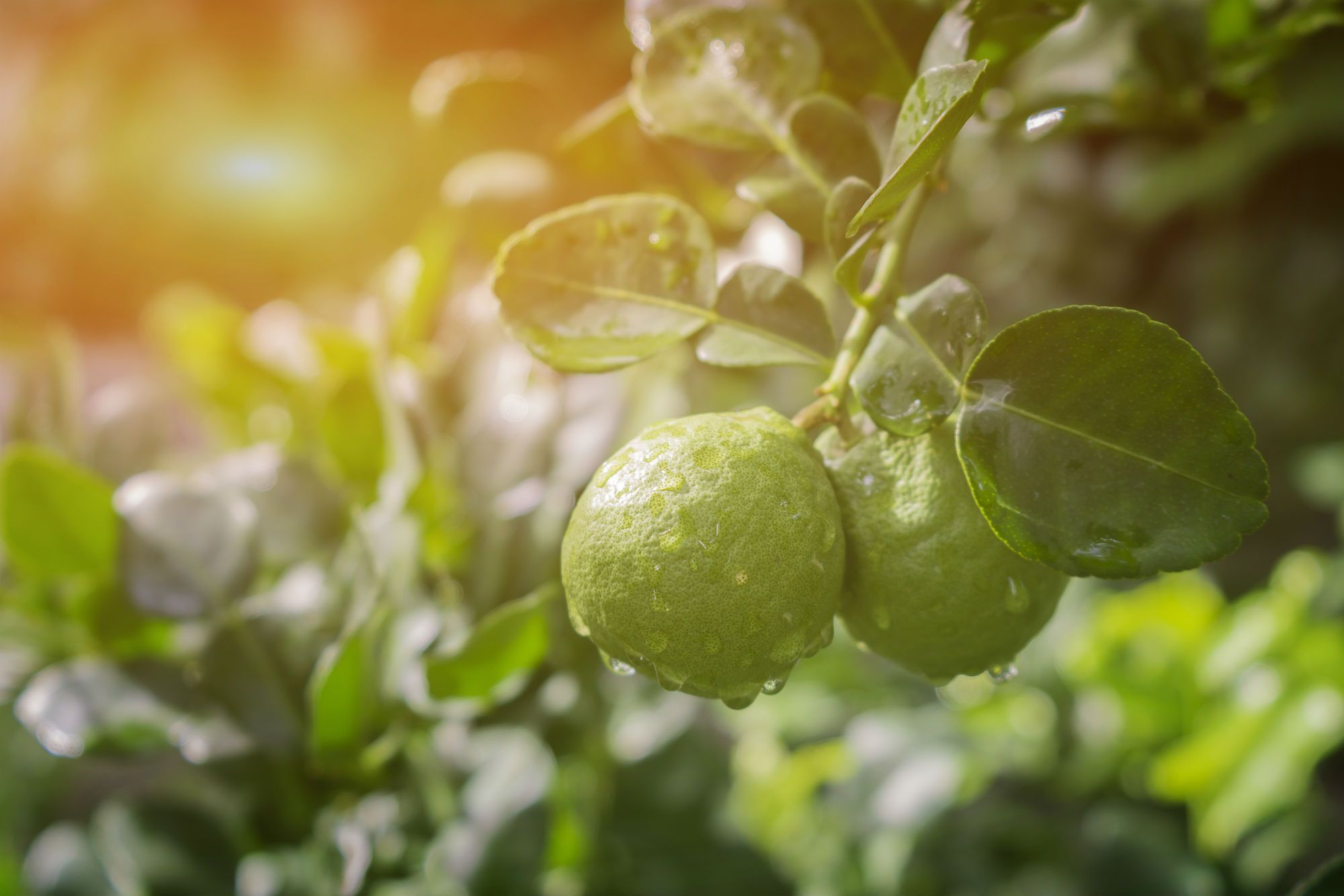 Nuova vita per il bergamotto, ecco le potenzialità dell’oro verde di Calabria