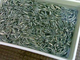 Sequestrati sei quintali di “bianchetto” destinati a Corigliano